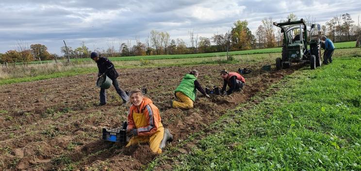 Kartoffelernte